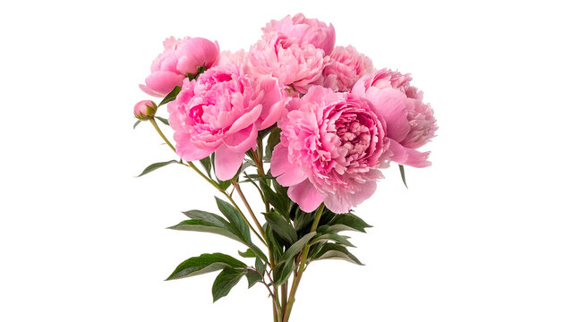 Beautiful lush bouquet of pink peony flowers paeonia garden flora isolated on transparent background