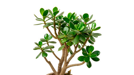 Small green potted succulent branch jade plant houseplant minimal decoration isolated on transparent background © Arina