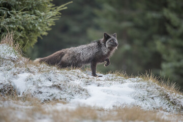 Naklejka premium Silver fox standing in snowy forest landscape with wildlife outdoors predator standing environment
