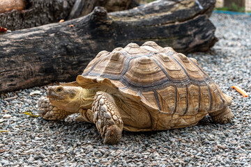 Obraz premium Close-up of Sulcata tortoises, reptile nature ecology photography
