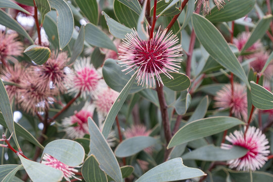 A flowering Hakea laurina bush, commonly known as the pin-cushion hakea, native to Australia