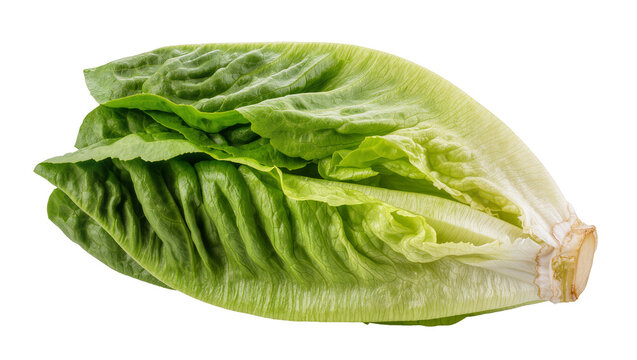 Fresh green romaine lettuce head with crisp leaves