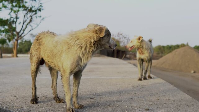 Stray Dogs Standing on Quiet Rural Road