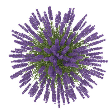 Lavender bush potted top view isolated transparent background photo realistic 3d rendering PNG 16 bit with alpha channel

