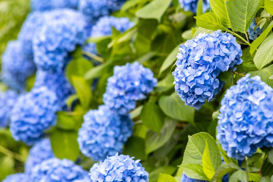 Blue hydrangea flower with green foliage and shallow depth of field