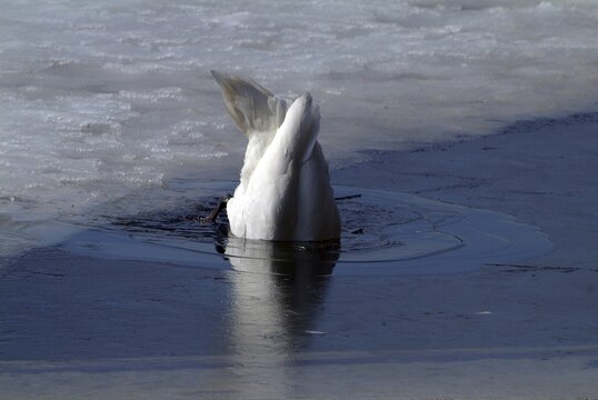 Mute Swan (Cygnus olor) diving under water, Lake Reintaler-See, Kramsach, Tyrol, Austria, Europe
