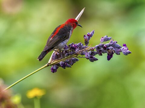 Sulawesi honeyeater (Myzomela chloroptera) red small bird on flower umbels, Sulawesi, Indonesia