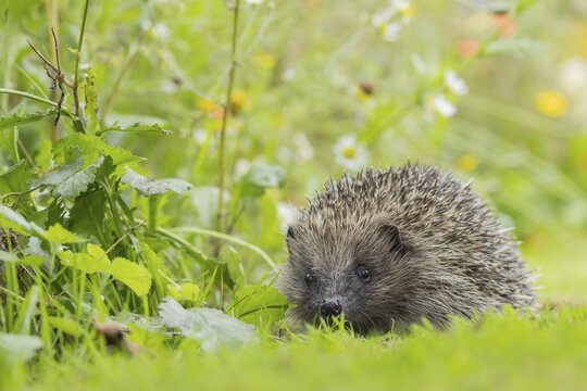 European hedgehog (Erinaceus europaeus) adult walking across a garden lawn, Suffolk, England, United Kingdom