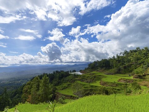 Rice fields, rice terraces, landscape near Limbong, Tana Toraja, Sulawesi, Indonesia
