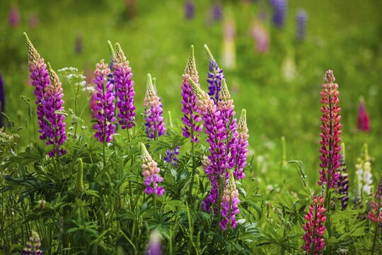 Narrow-leaved lupins (Lupinus angustifolius), West Essex, England, United Kingdom