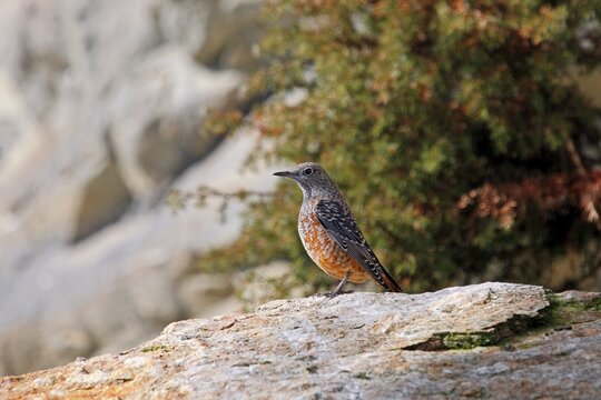Rock Thrush (Monticola saxatilis), males in eclipse plumage, Austria, Europe