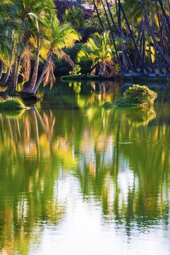 Palm trees at the Hopeaia Fishpond, Mauna Lani, Kohala Coast, Big Island, Hawaii, United States