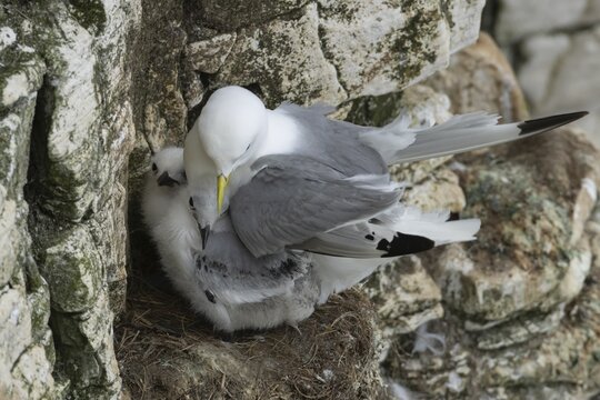 Kittiwake (Rissa tridactyla) adult bird with two juvenile baby chicks on a nest on a sea cliff ledge in the summer, Yorkshire, England, United Kingdom