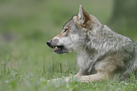 European gray wolf (Canis lupus lupus), captive, Germany