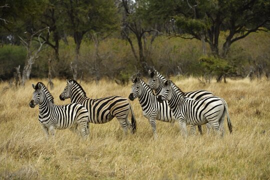 Group Burchell's Zebras (Equus quagga burchelli), Moremi Game Reserve, Okavango Delta, Botswana