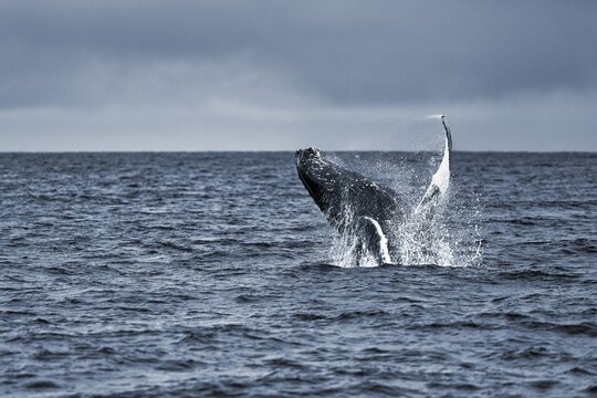 Humpback whale (Megaptera novaeangliae), powerful jump, typical breaching, jump with turn, whale watching, Skj&aacute;lfandi Bay, Husavik, H&uacute;sav&iacute;k, Northern Iceland, Iceland