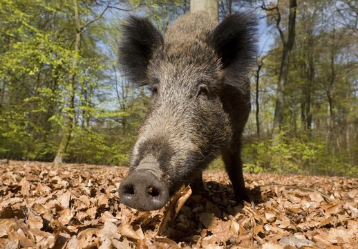 Wild boar (Sus scrofa), sow in spring in the woods, North Rhine-Westphalia, Germany