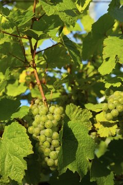 Grapes, Vine, Bukovany, Kyjov, South Moravian Region, Czech Republic