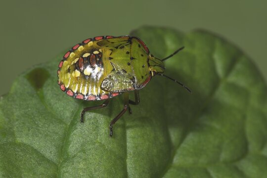 Macro photograph of a Nezara viridula, Green Vagrant (Nezara viridula) in the 5th larval stage with remarkable colours on a green leaf, Baden-W&uuml;rttemberg, Germany