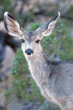 Mule Deer (Odocoileus hemionus), Zion National Park, Utah, USA
