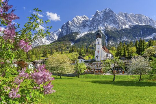 Spring meadow with blossoming trees and parish church in front of the Gro&szlig;er Waxenstein 2277m in the Wetterstein range, Zugspitz village Grainau, Werdenfelser Land, Bavarian Alps, Upper Bavaria, Bavaria, Germany