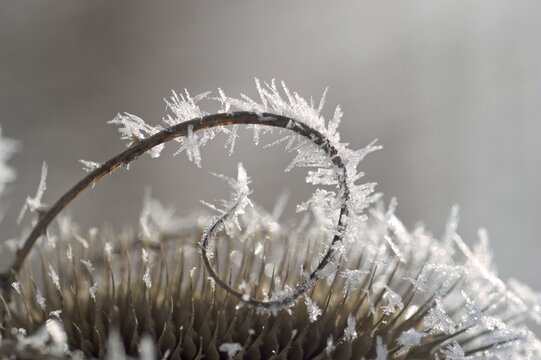 Thistle with hoarfrost