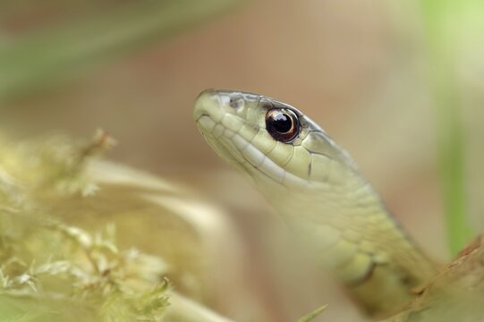 Eastern garter snake or Eastern striped garter snake (Thamnophis saurita), captive, occurrence in North America