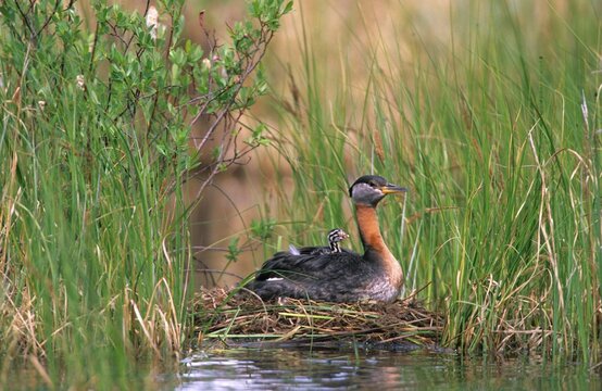 Red-necked Grebe (Podiceps grisegena) at the nest with chick on its back, British Columbia, Canada, North Amerika