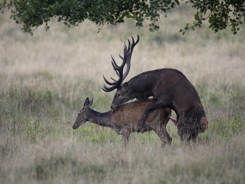 Red Deer (Cervus elaphus), couple mating, Copenhagen, Denmark