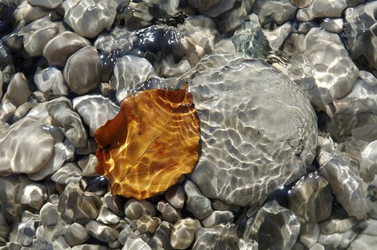 Stones and autumn leaf in the water
