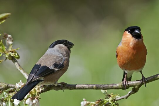 Bullfinch (Pyrrhula pyrrhula), couple in the branches of a cherry tree, Untergroeningen, Baden-Wuerttemberg, Germany, Europe