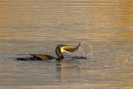 Bird has just caught fish in its beak, water splashes high during the hunt, Cormorant, (Phalacrocorax carbo), wildlife, Germany