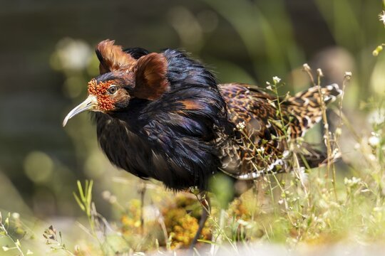 A bird with bright plumage and brown-black colours stands in a meadow between flowers, ruff (Calidris pugnax, syn.: Philomachus pugnax) courtship display
