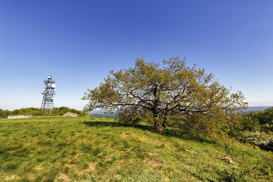 Single oak (Quercus), solitary oak and transmission mast on a mountain top, sunny spring weather, K&ouml;terberg, L&uuml;gde, Weserbergland, North Rhine-Westphalia, Germany