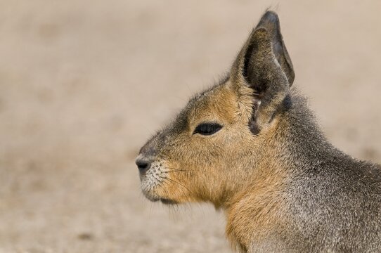 Patagonian mara (Dolichotis patagonum), native to Argentina, captive, Thuringia, Germany