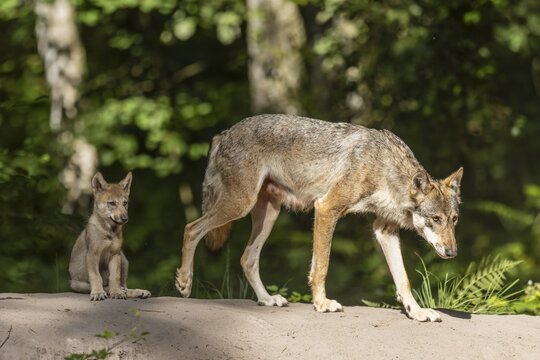 European gray wolf (Canis lupus) alpha wolf with pup, Germany