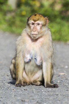 Barbary Macaque (Macaca sylvanus), adult, captive, Rhineland-Palatinate, Germany