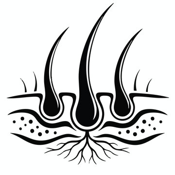 Human hair follicles, scalp anatomy, black and white vector illustration, skin structure