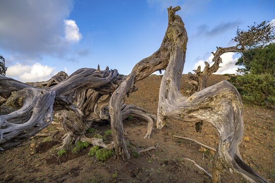 Juniper tree Sabina shaped by the wind near El Sabinar, El Hierro, Canary Islands, Spain