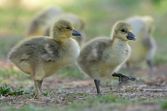 Greylag goose (Anser anser), two goslings in a meadow, Germany