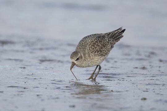 Grey plover (Pluvialis squatarola) adult bird in winter plumage feeding on a mudflat, England, United Kingdom