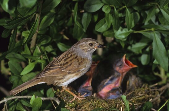 Dunnock, Prunella modularis, at nest