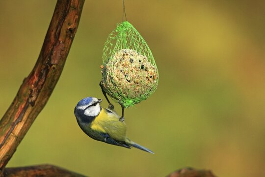 Blue Tit (Parus caeruleus) feeding from bird feed net hanging from a tree branch