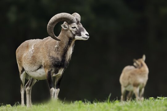 European mouflon (Ovis gmelini musimon, Ovis orientalis musimon), ram, Saxony, Germany