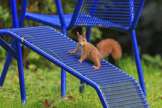 Squirrel balancing on a blue grid ramp in the garden, squirrel (Sciurus vulgaris), wildlife, Germany