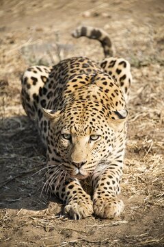 Leopard (Panthera pardus), observing, alert, near Khomas, Namibia