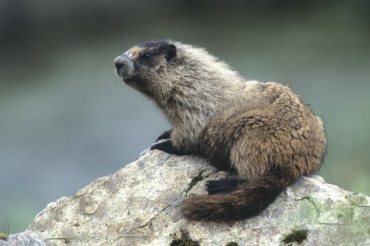 Hoary Marmot (Marmota caligata), Alaska, North America