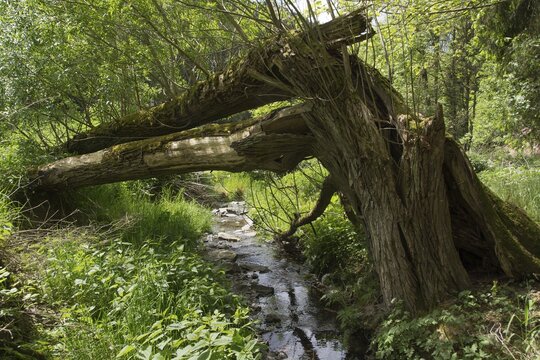 Creek with fallen tree, Willow (Salix sp.), Lothratal, Thuringian Slate Mountains nature park, Thuringia, Germany