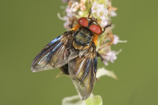 Parasitic fly (Phasia hemiptera) on flower of horse mint (Mentha longifolia), Baden-W&uuml;rttemberg, Germany