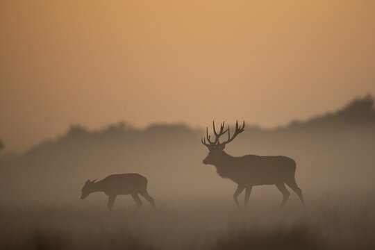 Red Deer (Cervus elaphus), stag, Copenhagen, Denmark